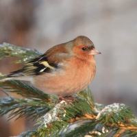 Zięba - Fringilla coelebs - Common Chaffinch