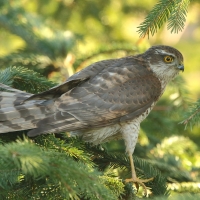 Krogulec - Accipiter nisus - Eurasian Sparrowhawk