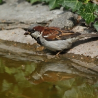 Wróbel - Passer domesticus - House Sparrow