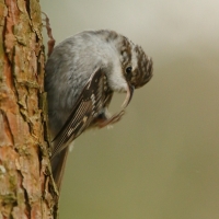 Pełzacz ogrodowy - Certhia brachydactyla - Short-toed Treecreeper