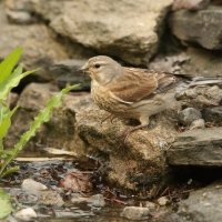 Makolągwa - Carduelis cannabina - Common Linnet