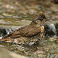 Śpiewak - Turdus philomelos - Song Thrush