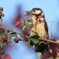 Dzięcioł duży - Dendrocopos major - Great Spotted Woodpecker