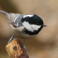 Sosnówka - Periparus ater - Coal Tit