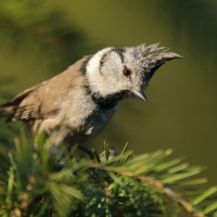 Czubatka - Lophophanes cristatus - Crested Tit