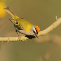 Zniczek - Regulus ignicapilla - Firecrest