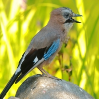 Sójka - Garrulus glandarius - Eurasian Jay
