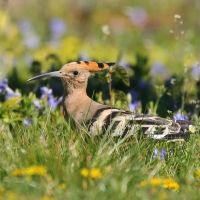Dudek - Upupa epops - Common Hoopoe