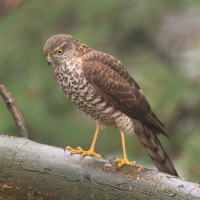 Krogulec - Accipiter nisus - Eurasian Sparrowhawk