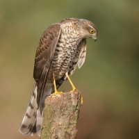 Krogulec - Accipiter nisus - Eurasian Sparrowhawk