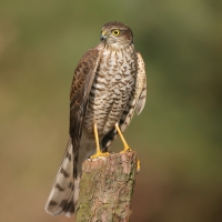 Krogulec - Accipiter nisus - Eurasian Sparrowhawk