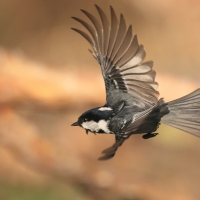 Sosnówka - Periparus ater - Coal Tit