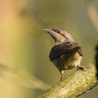 Krętogłów - Jynx torquilla - Eurasian Wryneck