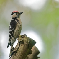 Dzięciołek - Dryobates minor - Lesser Spotted Woodpecker