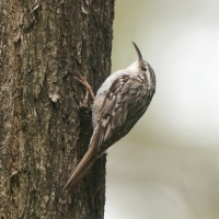 Pełzacz leśny - Certhia familiaris - Eurasian Treecreeper