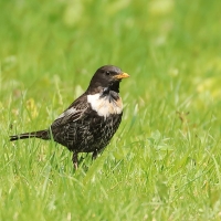 Drozd obrożny - Turdus torquatus - Ring Ouzel