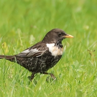 Drozd obrożny - Turdus torquatus - Ring Ouzel