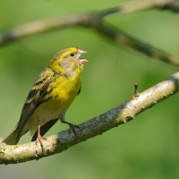 Kulczyk - Serinus serinus - European Serin