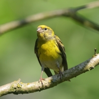 Kulczyk zwyczajny - Serinus serinus - European Serin