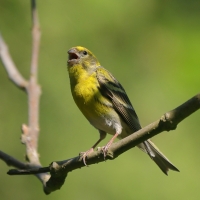 Kulczyk zwyczajny - Serinus serinus - European Serin