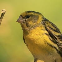 Kulczyk zwyczajny - Serinus serinus - European Serin