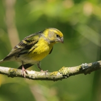 Kulczyk zwyczajny - Serinus serinus - European Serin