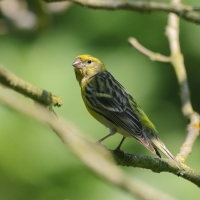 Kulczyk zwyczajny - Serinus serinus - European Serin