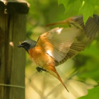 Pleszka - Phoenicurus phoenicurus - Common Redstart