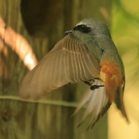 Pleszka - Phoenicurus phoenicurus - Common Redstart