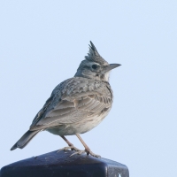 Dzierlatka - Galerida cristata - Crested Lark