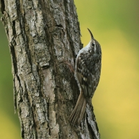 Pełzacz ogrodowy - Certhia brachydactyla - Short-toed Treecreeper