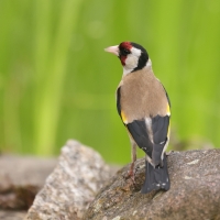 Szczygieł - Carduelis carduelis - European Goldfinch