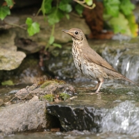 Śpiewak - Turdus philomelos - Song Thrush