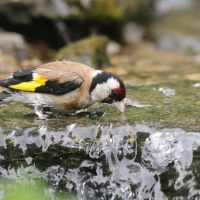 Szczygieł - Carduelis carduelis - European Goldfinch