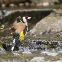 Szczygieł - Carduelis carduelis - European Goldfinch