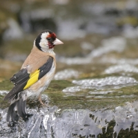 Szczygieł - Carduelis carduelis - European Goldfinch