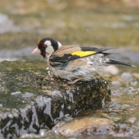 Szczygieł - Carduelis carduelis - European Goldfinch
