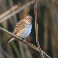 Muchołówka szara - Muscicapa striata - Spotted Flycatcher