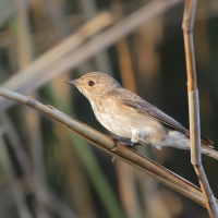Muchołówka szara - Muscicapa striata - Spotted Flycatcher