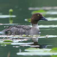 Gągoł - Bucephala clangula - Common Goldeneye