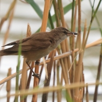 Trzcinniczek - Acrocephalus scirpaceus - Common Reed Warbler