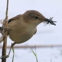 Trzcinniczek - Acrocephalus scirpaceus - Common Reed Warbler