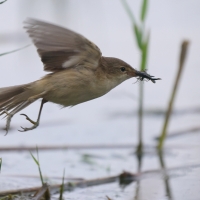 Trzcinniczek - Acrocephalus scirpaceus - Common Reed Warbler