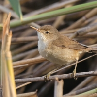 Trzcinniczek - Acrocephalus scirpaceus - Common Reed Warbler