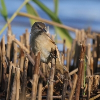 Trzcinniczek - Acrocephalus scirpaceus - Common Reed Warbler