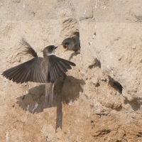 Brzegówka - Riparia riparia - Sand Martin