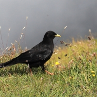 Wieszczek - Pyrrhocorax graculus - Yellow-billed Chough