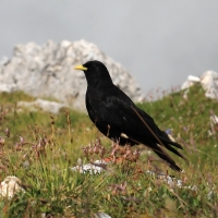 Wieszczek - Pyrrhocorax graculus - Yellow-billed Chough