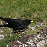 Wieszczek - Pyrrhocorax graculus - Yellow-billed Chough