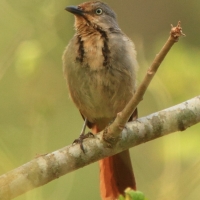 Palmodrozd tarczowy - Collared Palm Thrush